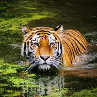 Ilustrasi Harimau/https://unsplash.com/Ranae Smith