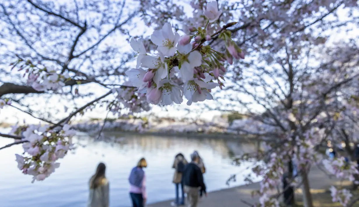 Pengunjung berkumpul untuk melihat bunga sakura di sepanjang Tidal Basin, Washington D.C, 21 Maret 2022. National Park Service mengumumkan hari ini melalui Twitter bahwa bunga sakura Washington telah mencapai puncak mekarnya. (TASOS KATOPODIS/Getty Images via AFP)