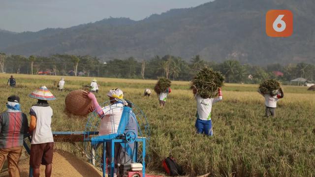 Petani Sawah di Gorontalo (Foto: Arfandi Ibrahim/Liputan6.com)