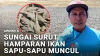 Pemandangan tak biasa terlihat di sebuah sungai yang mengering. Gerombolan ikan sapu-sapu mendadak muncul ke permukaan. Jumlahnya yang melimpah, membuat warga ramai-ramai mengambilnya untuk dijual.