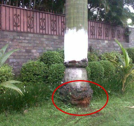 Pohon yang ditabrak Uje