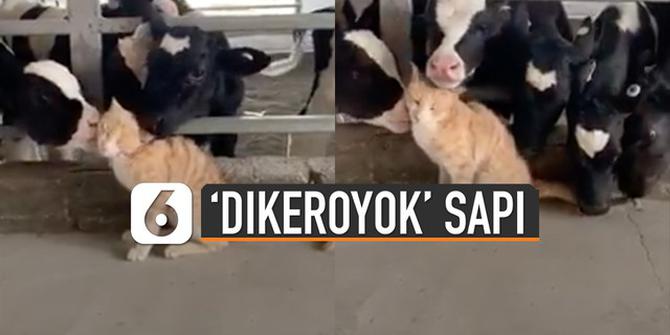 VIDEO: Kucing Ini Malah Ketagihan 'Dikeroyok' Sapi