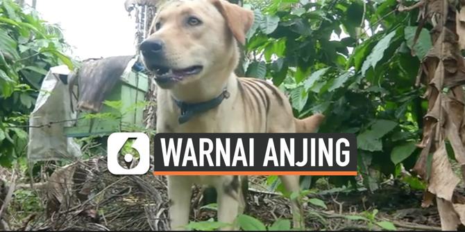 VIDEO: Petani Warnai Anjing Seperti Harimau Untuk Takuti Monyet