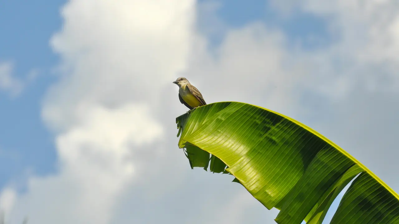 3. Teknik Kukus dengan Daun Pisang