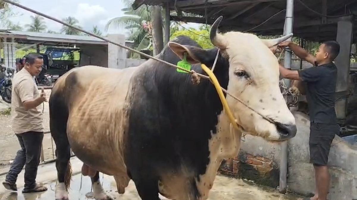 Patih Gajahmada, Sapi Kurban Prabowo dari Binjai Berbobot 1,2 Ton