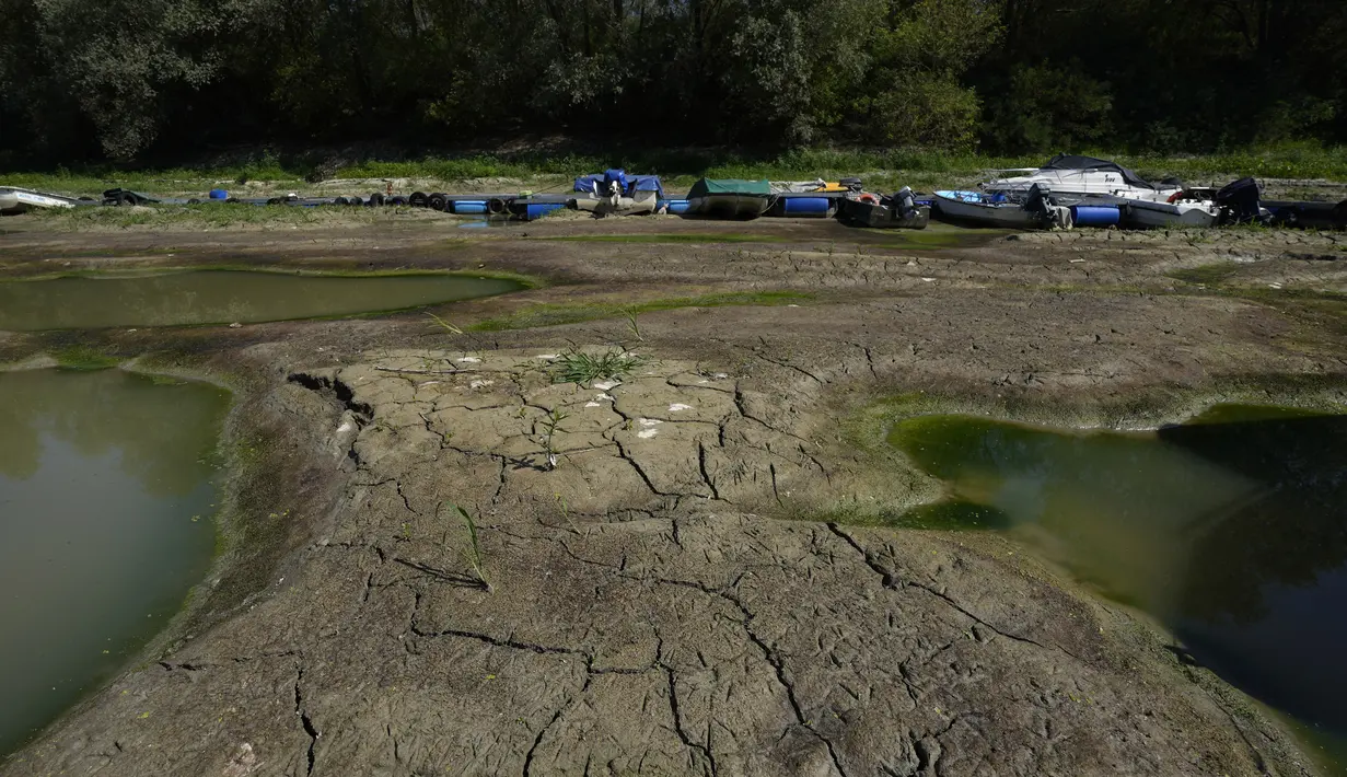 Kapal berlabuh di pelabuhan wisata di sepanjang Sungai Po, Torricella, Italia, 14 Juli 2022. Konfederasi produsen pertanian Italia, Copagri, memperkirakan kehilangan 30-40 persen dari panen musiman. (AP Photo/Antonio Calanni)