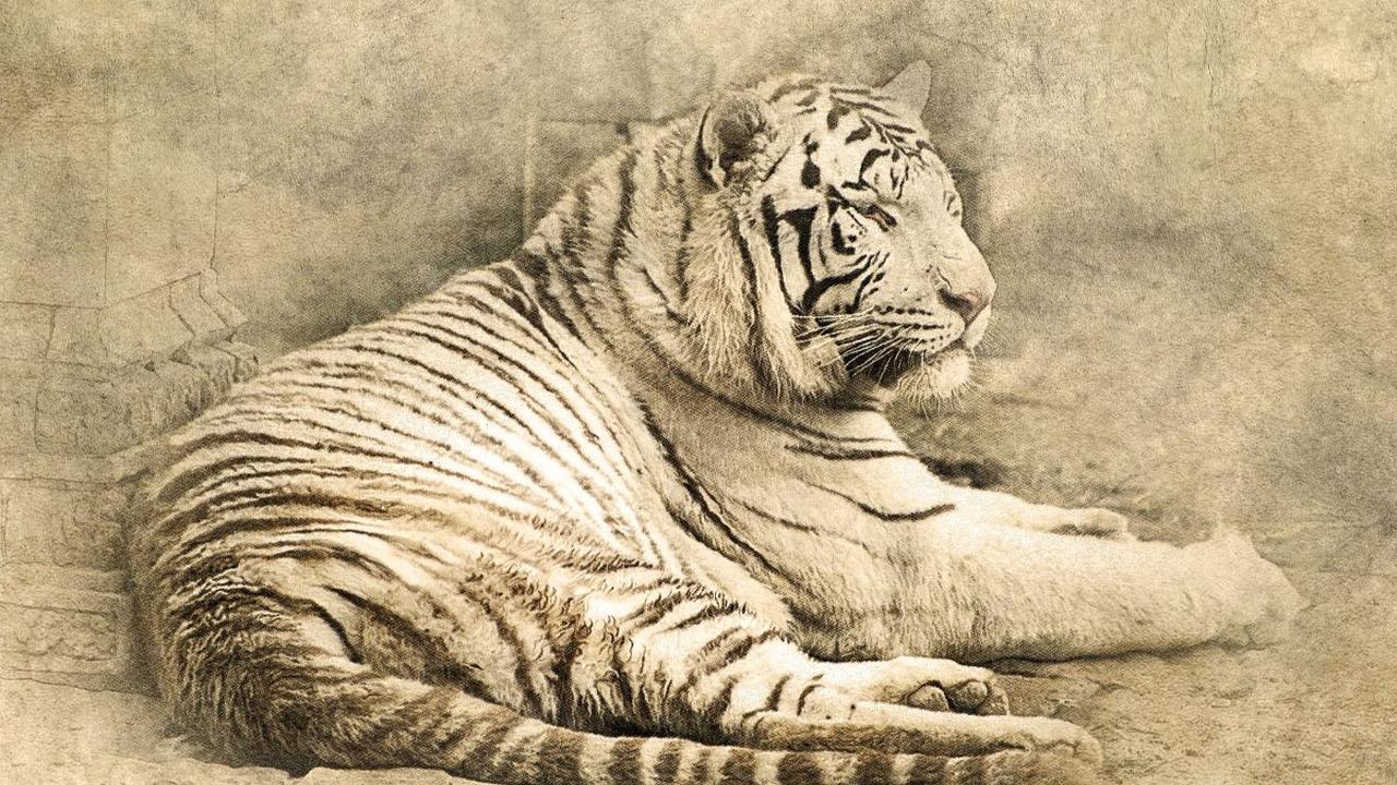 Panjang Macan Tutul 1,70 meter
