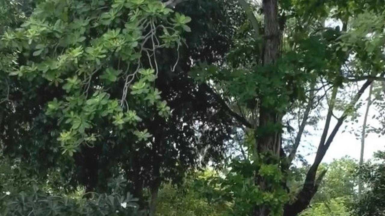 Mereka menikmati liburan di pulau pribadi milik keluarga Bambang yang terletak di Kepulauan Seribu, utara Jakarta.