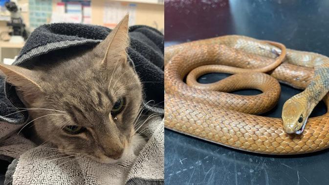 Kisah Kucing Selamatkan Majikan Dari Serangan Ular Berbisa Ini Bikin Haru Hot Liputan6 Com