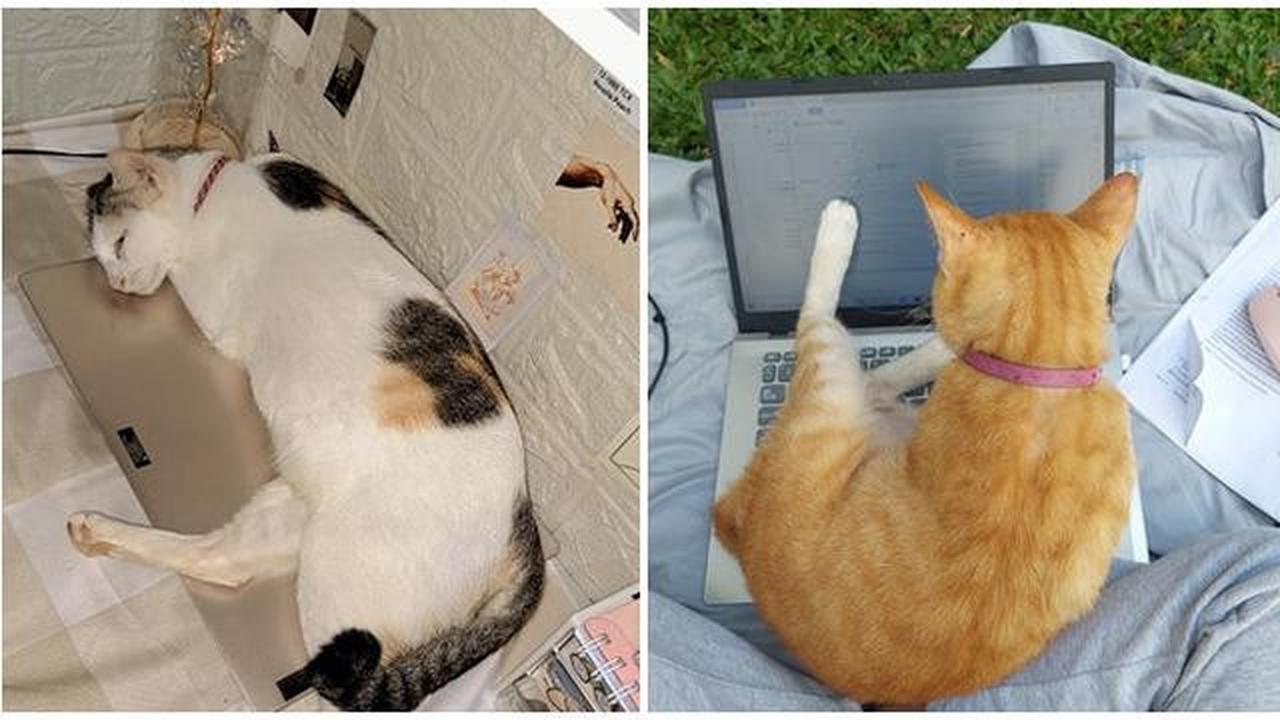 Kenapa Kucing Suka Duduk di Atas Laptop? Ternyata Ini Alasan Ilmiahnya