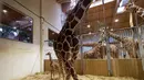 Bayi jerapah 'Melman' berdiri di dekat ibunya 'Binti' di dalam kandang mereka di Kebun Binatang The Beauval di Saint-Aignan-sur-Cher, Prancis barat, Selasa (13/7/2021). Melman yang lahir pada 11 Juli lalu sudah memiliki tinggi 170 cm dan berat 55 kilogram. (Guillaume SOUVANT / AFP)