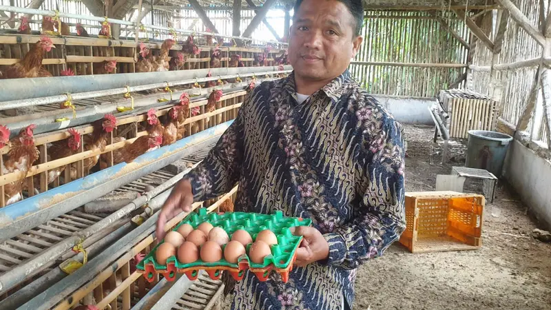 Syamsudin, 50 tahun, salah seorang peternak di daerah Kampung Bojong Awi, Desa Mekargalih, Kecamatan Tarogong Kidul, tengah memanen telur di kandangnya, Sabtu (27/8/2022). (Liputan6.com/Jayadi Supriadin)