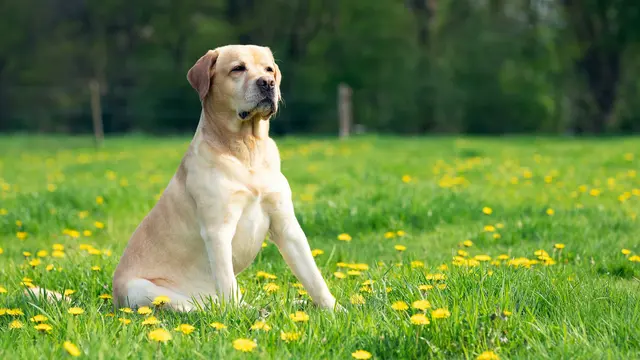 Labrador Retriever