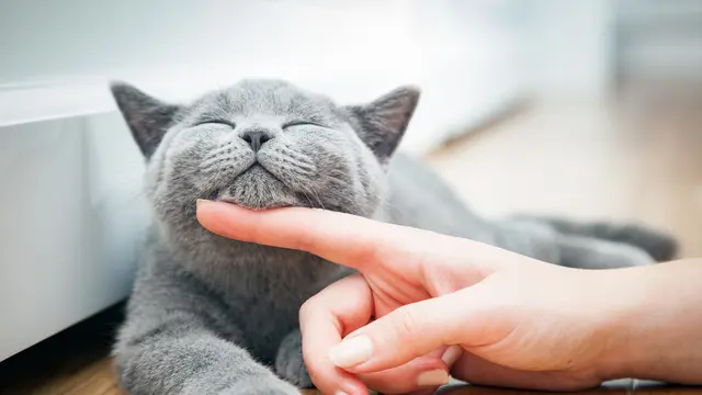 Ilustrasi Kucing/Shutterstock