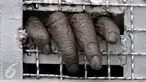 Tangan seekor Orang utan tampak keluar kandang saat penyambutan kedatangan 14 orang utan di Halim Perdanakusuma, Jakarta, Kamis, (12/11/2015). Orang utan ini nantinya akan dibawa ke habitatnya di Kalimantan. (Liputan6.com/JohanTallo)