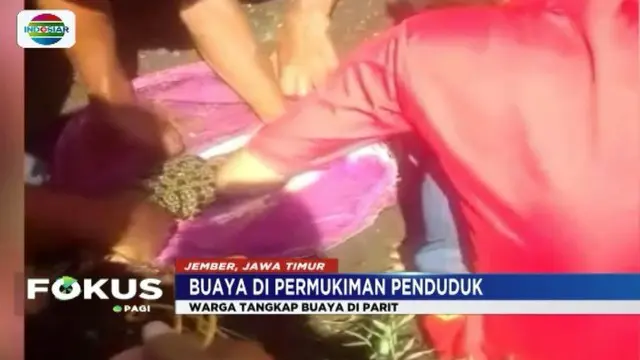 Heboh Buaya Berkeliaran di Parit Permukiman Padat Penduduk