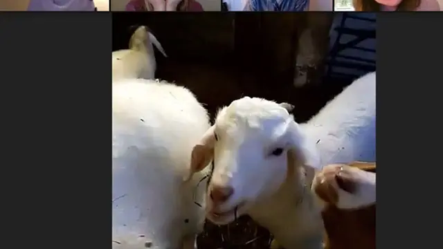Bikin Bisnis Video Call dengan Kambing, Wanita Ini Raup Untung Rp 955 Juta