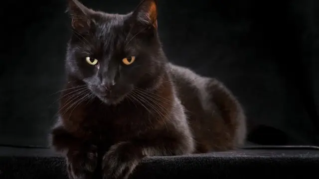 [Bintang] Mengulik Fakta Mengenai Kucing Hitam