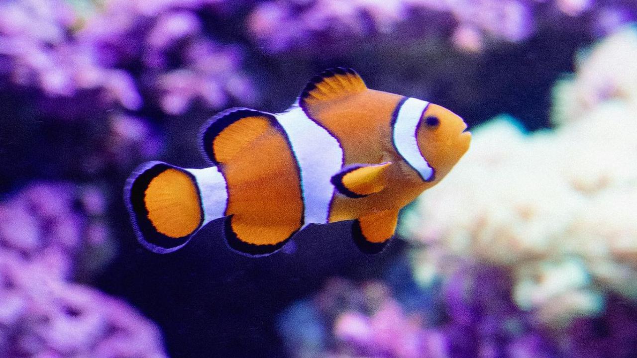 <b>Ikan Badut</b>