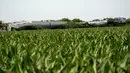 Kereta Amtrak yang tergelincir setelah menabrak truk sampah terlihat di luar ladang jagung dekat Mendon, Missouri, Amerika Serikat (27/6/2022). Kepala Southwest mengatakan kereta dari Los Angeles ke Chicago ini bertabrakan dengan truk sampah, kata juru bicara Amtrak Kimberly Woods. (AP Photo/Charlie Riedel)