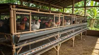 Ternak Ikan di Galon Bekas vs Ayam di Kandang Baterai Mana Paling Cuan