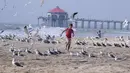 Anak laki-laki berlari melewati sekawanan burung camar di pantai di Huntington Beach, California, Senin (11/10/2021). Pantai Huntington membuka kembali garis pantainya setelah hasil pengujian air kembali dengan jumlah racun terkait minyak yang tidak terdeteksi di air laut. (AP Photo/Ringo HW Chiu)