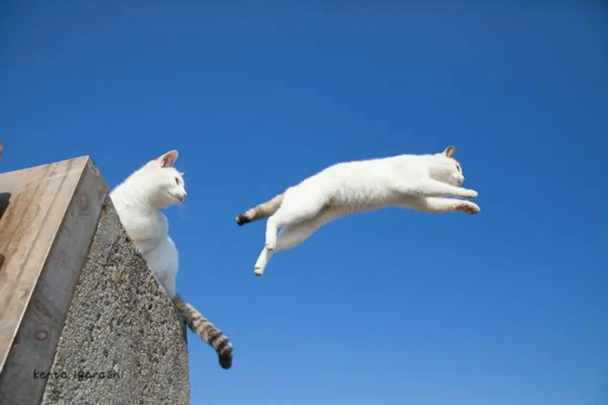 Mengupas Mitos Kucing Memiliki Sembilan Nyawa