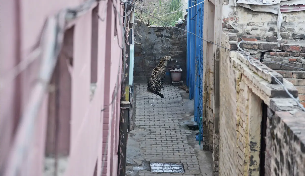 Seekor macan tutul ditemukan bersembunyi di sebuah rumah di daerah perkampungan di Jalandhar, India utara, Kamis (31/1). Macan tutul itu tersesat di perkampungan dan menyerang penduduk desa sebelum akhirnya dikurung dalam sebuah ruangan. (AP Photo)