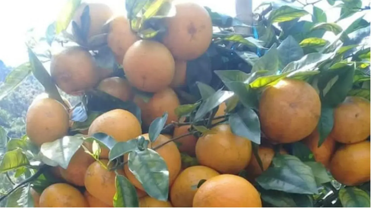Pagi di Kebun Jeruk Gerga Kerinci yang Punya Rasa Nano-nano