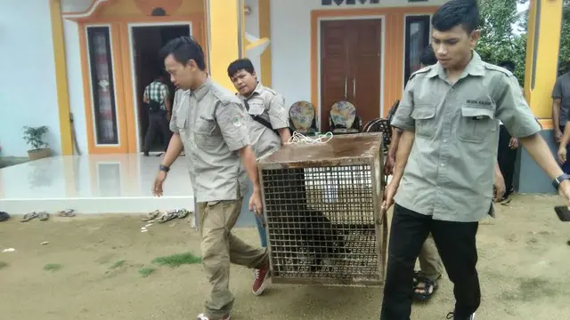 Beruang madu