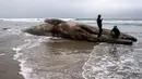 Dua orang berdiri di atas bangkai ikan paus yang terdampar di sebuah pantai kawasan Rosarito, Meksiko, Senin (22/5). Bangkai paus abu-abu itu diduga terbawa gelombang besar air laut hingga terbawa ke bibir pantai RosarIto. (AFP PHOTO/GUILLERMO ARIAS)