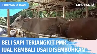Banyaknya sapi yang terjangkit penyakit mulut dan kuku menjadi peluang bisnis tersendiri bagi seorang warga Rembang, Jawa Tengah. Sapi yang terjangkit PMK dibeli dengan harga miring, lalu diobati, sehingga bisa dijual kembali dengan harga yang lebih ...
