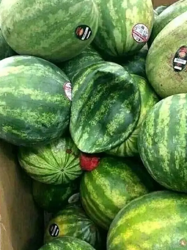 6 Momen Apes saat Mau Makan Semangka Ini Bikin Geregetan