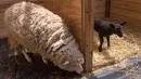 Menurut pemeliharanya, domba mereka berjenis Corriedale, jenis yang warnanya putih, namun terjadi kasus yang jarang terjadi karena domba mereka melahirkan bayi berwarna hitam. (AFP Photo/ Kazuhiro NOGI)