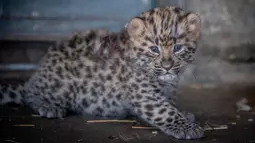 Seekor bayi macan tutul terlihat di kandangnya, Kebun Binatang Kopenhagen, Denmark pada 10 Juli 2019. Bayi macan tutul tersebut baru diperkenalkan sebulan setelah kelahiran untuk memastikan perkembangannya. (Photo by Liselotte Sabroe / Ritzau Scanpix / AFP)