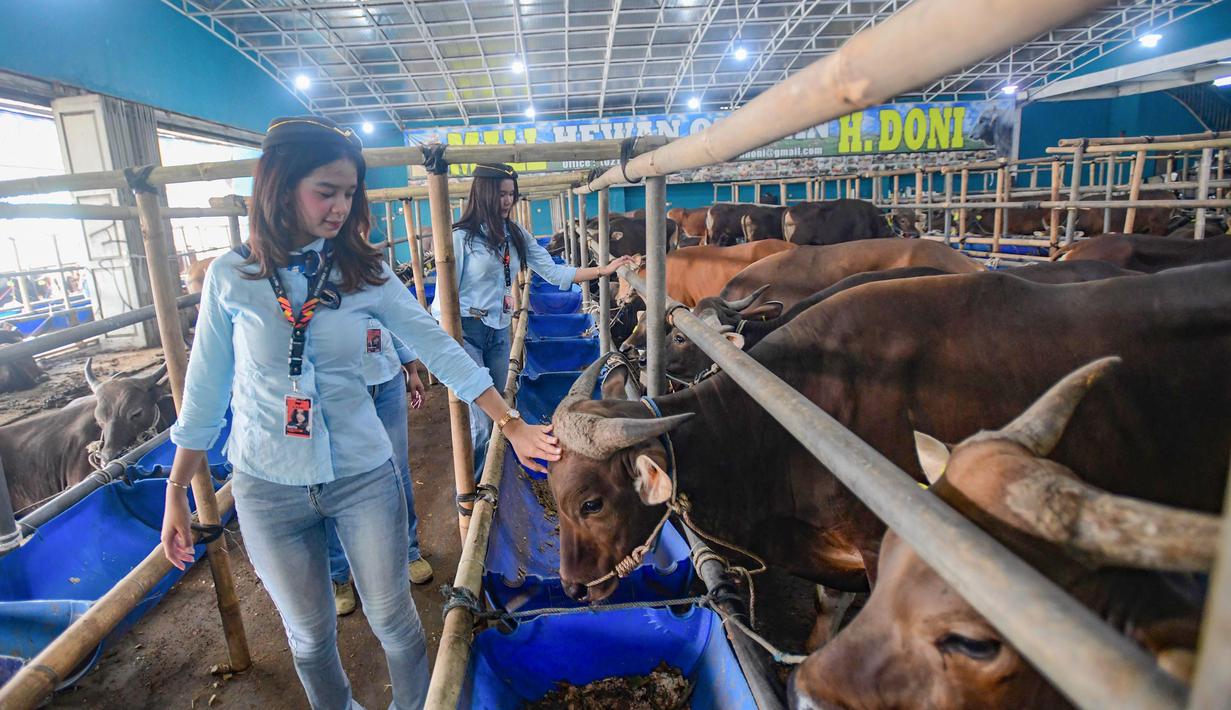 Di Mall Hewan Qurban H. Doni, para SPG tampil dengan pakaian rapi dan riasan menyerupai pramugari. Tampak dalam foto, dua Sales Promotion Girl (SPG) dengan mengenakan kostum ala pramugari menunjukkan hewan qurban di Mall Hewan Qurban H. Doni, Depok, Jawa Barat, Senin (11/5/2026). (merdeka.com/Arie Basuki)