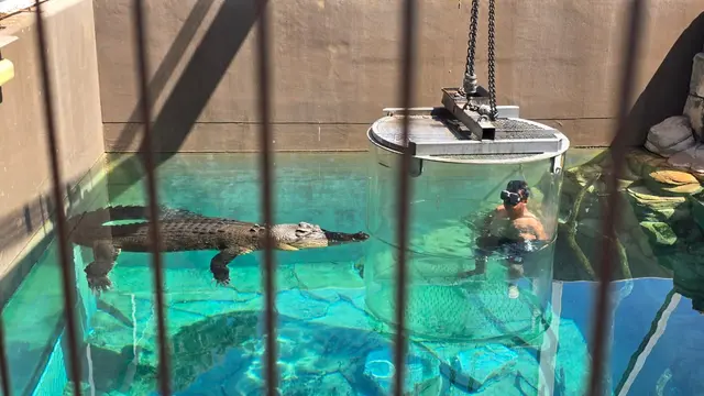 Menantang Adrenalin dengan Berenang Bareng Buaya Raksasa di Darwin Australia