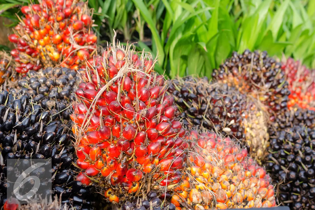 20160308-Ilustrasi-Kelapa-Sawit-iStockphoto