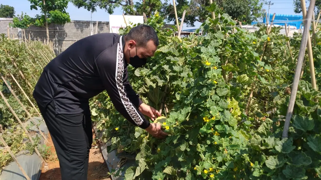 Kapolres Blora, Ajun Komisaris Besar Polisi Wiraga Dimas Tama saat akan memetik melon dari kebun buah di Pekarangan Pangan Lestari Bhayangkari Cabang Blora. (Liputan6.com/Ahmad Adirin)