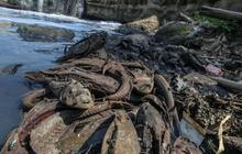 Ikan Sapu-sapu Kuasai Perairan Jakarta, Populasinya Tembus 60 Persen
