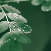 Pohon daun kelor. (pexels.com/@ian-panelo)