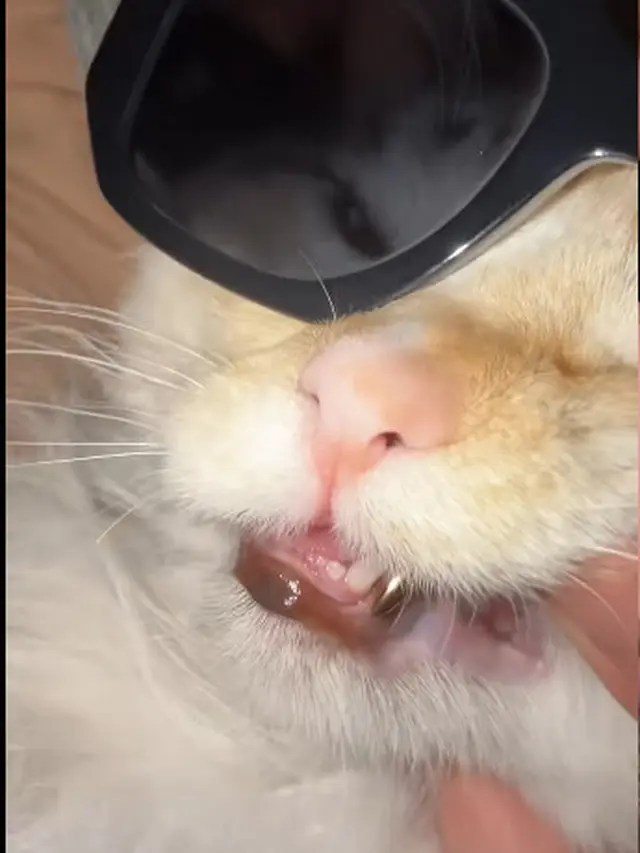 Gigi Emas Kucing