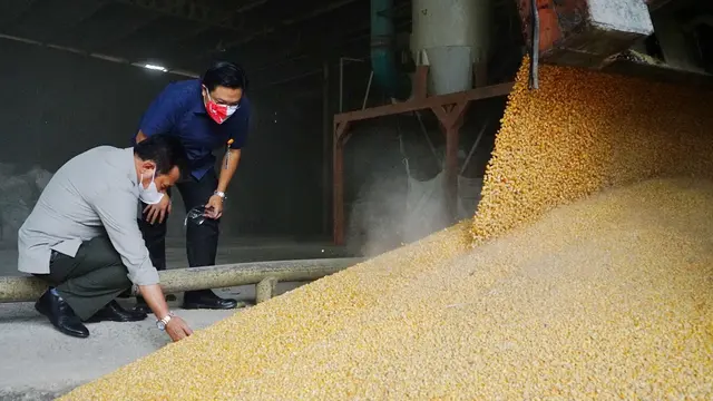 pakan ayam warna warni supaya cepat besar