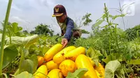 Petani memanen buah timun suri di lahan garapan kawasan Mampang, Depok, Jawa Barat, Selasa (12/3/2024). (merdeka.com/Arie Basuki)