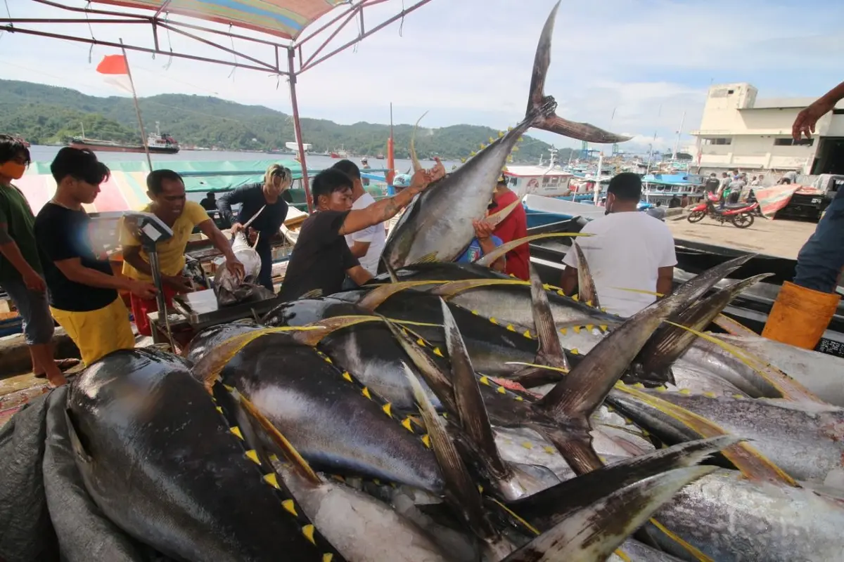 Ikan tuna dan cakalang. (Dok KKP)