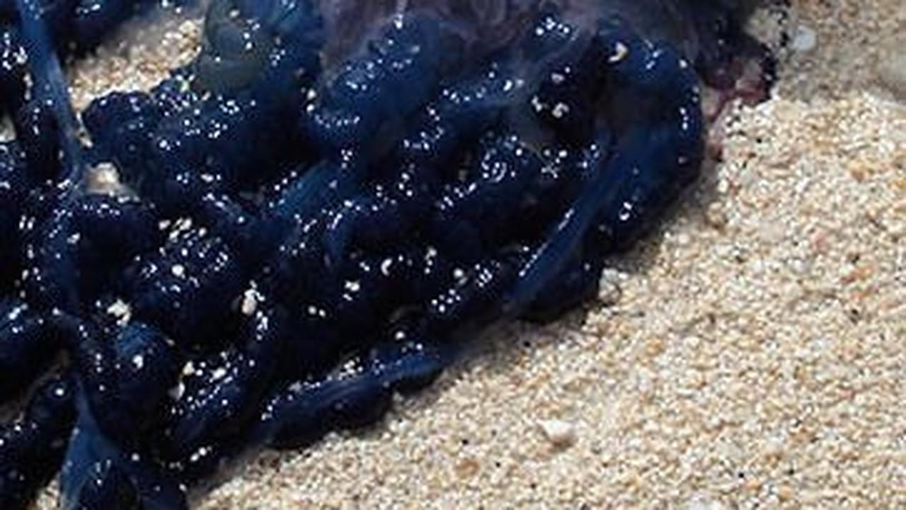 5. Portuguese-man of War<br>
