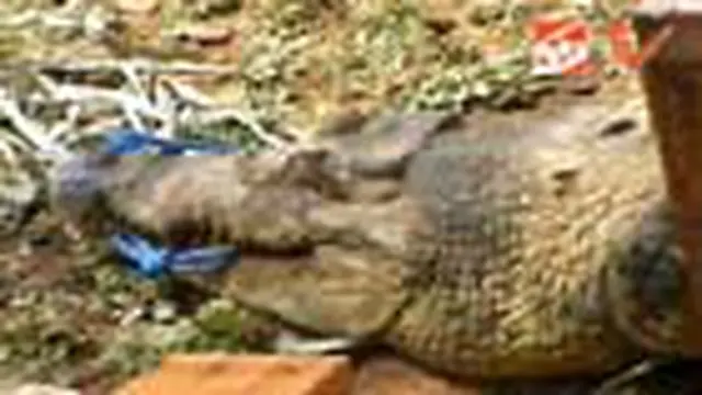 Puluhan Ekor Buaya Dipindahkan