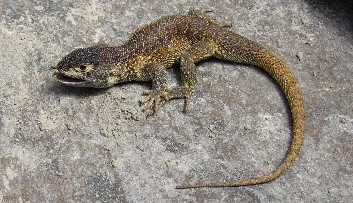 Gambar tak bertanggal yang dibagikan pada 28 September 2021 memperlihatkan Liolaemus Warjantay, spesies kadal baru yang ditemukan di Cagar Cotahuasi, di Arequipa, Peru. Bentuk kepala kadal spesies baru itu berwarna abu-abu gelap, dan betinanya memiliki kelopak mata kuning pucat. (SERNANP/AFP)