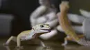Tokek macan tutul saat diserahkan ke Balai Konservasi Sumber Daya Alam (BKSDA) Aceh di Banda Aceh, Senin, Senin (22/7/2019). Tokek macan tutul yang diserahkan berjenis High Yellow Leopard Gecko, Albino Leopard Gecko, Sunglow Leopard Gecko, dan Mack Super Snow Albino Gecko. (CHAIDEER MAHYUDDIN/AFP)