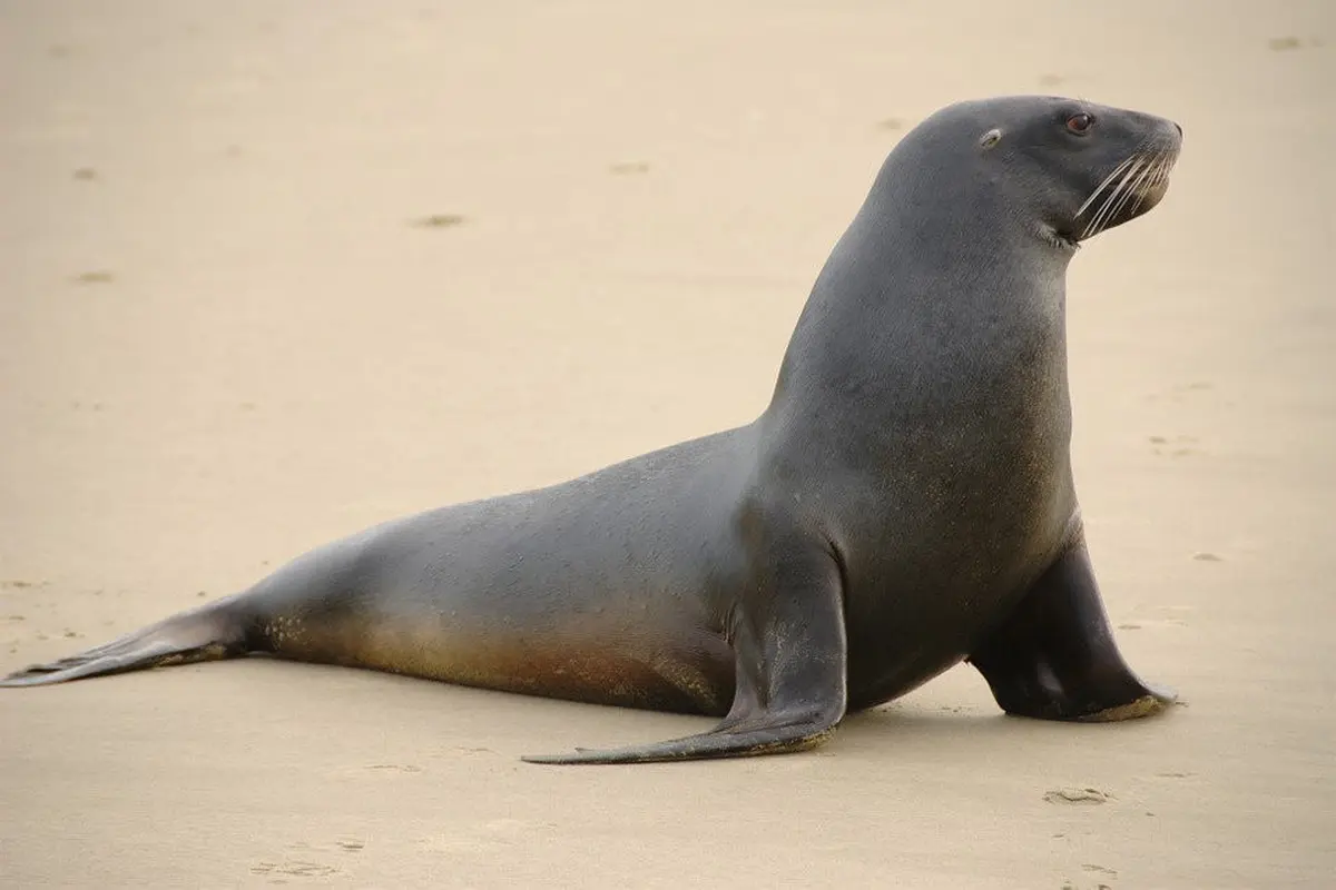 Singa Laut Galápagos